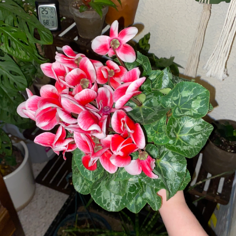 Potted Persian Cyclamen plant with vibrant red and white flowers in full bloom, healthy heart-shaped leaves showcased by a hand.