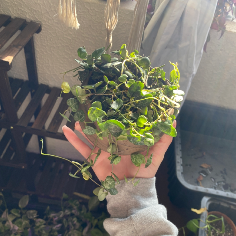 String of Hearts plant being held in a hand, with green leaves visible.