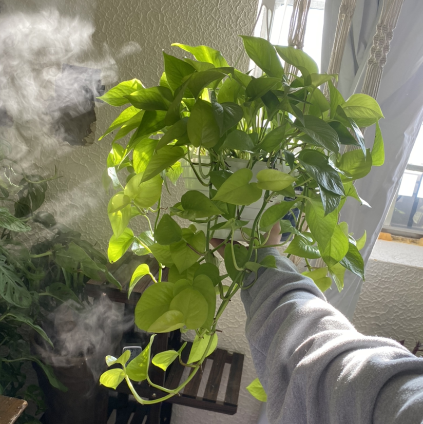 Healthy Neon Pothos plant with vibrant green leaves, held by a hand.