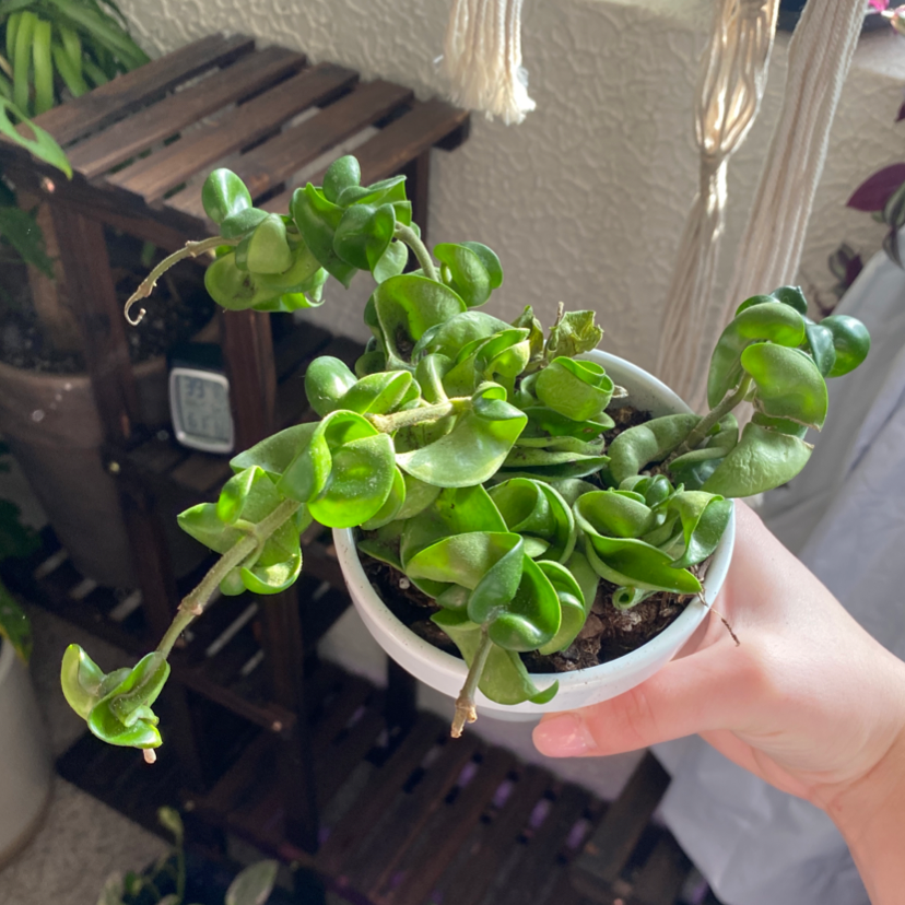 Hoya carnosa 'Compacta' plant in a white pot, held by a hand, with vibrant green curled leaves.
