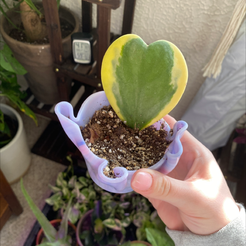 Variegated Heart Leaf Hoya in a small pot held by a hand, with visible soil and other plants in the background.