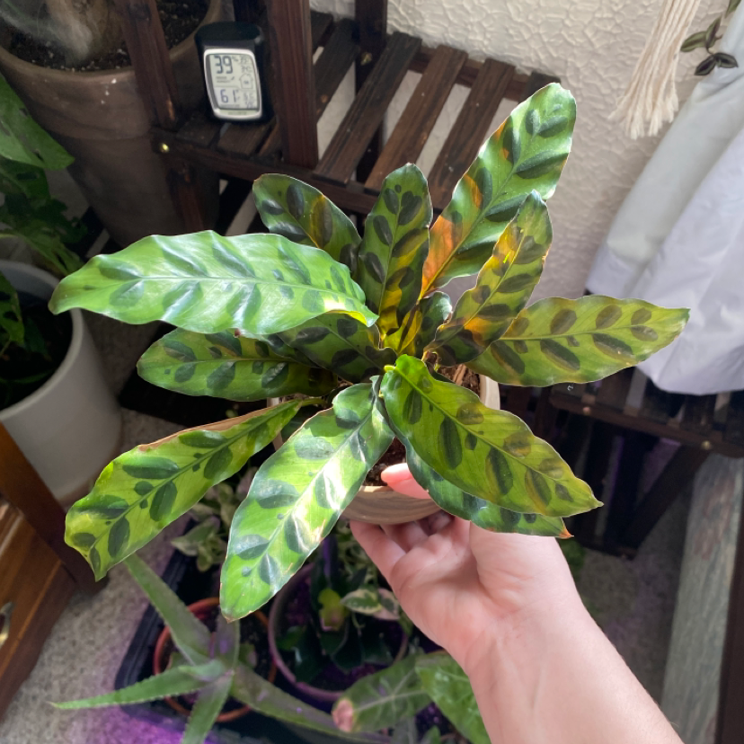 Rattlesnake Plant (Calathea lancifolia) with vibrant patterned leaves, held by a hand.
