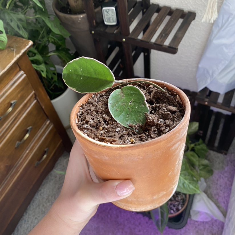 Variegated Hoya carnosa 'Compacta' plant in a terracotta pot held by a hand.