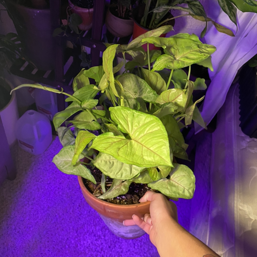 Syngonium 'Berry' plant in a pot with visible yellowing and browning leaves, held by a hand.