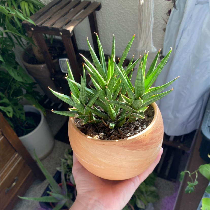 Dracaena 'Mikado' plant in a wooden pot, held by a hand, with other plants in the background.