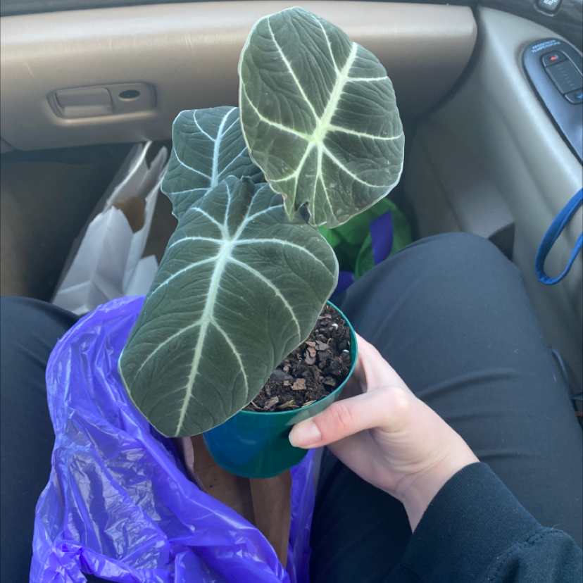 Black Velvet Alocasia plant with dark green leaves and white veins, held by a hand.