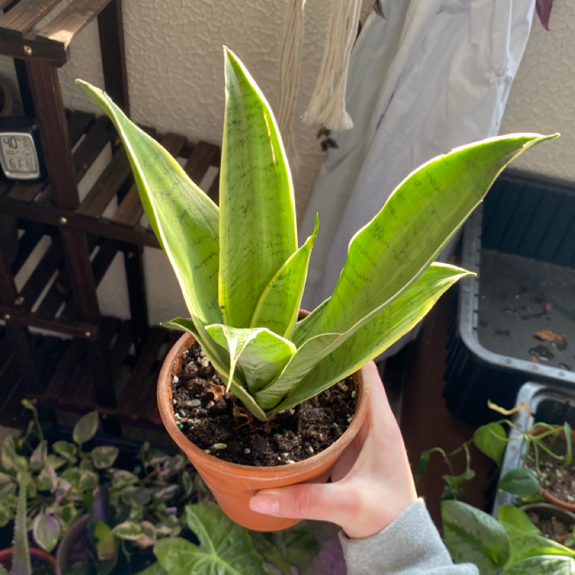 Silver Snake Plant in a small pot held by a hand, with visible soil and vibrant green leaves.