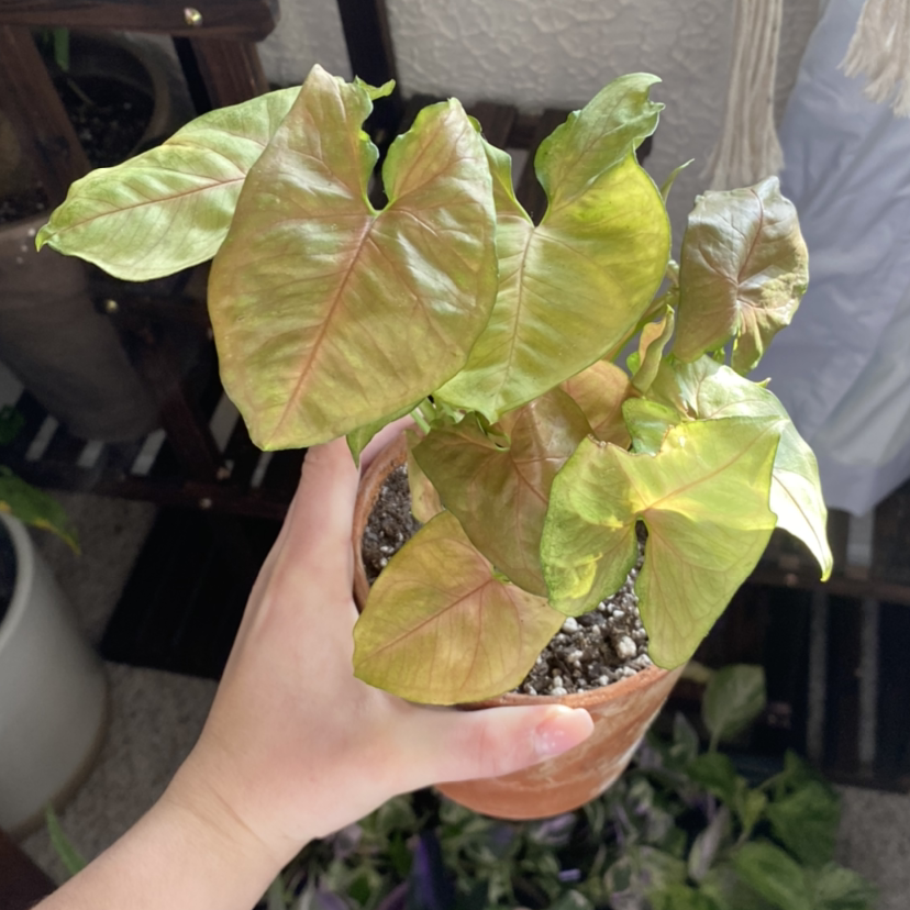 Photo of the plant species Syngonium 'Berry' by @Emaleez named Bold Allusion on Greg, the plant care app