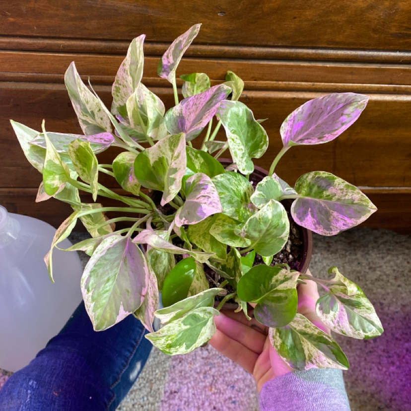 Pearls and Jade Pothos plant with variegated leaves, held by a hand.