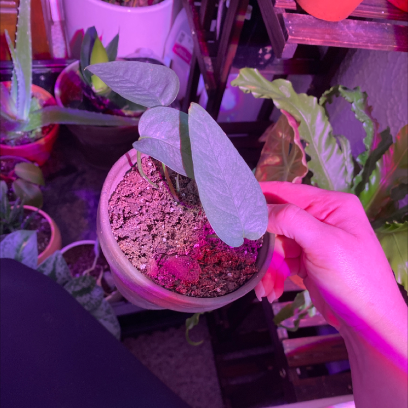 Cebu Blue Pothos plant being held, with visible soil and healthy leaves.