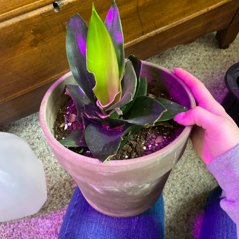 Bird's Nest Snake Plant in a pot with visible soil and slight leaf browning.
