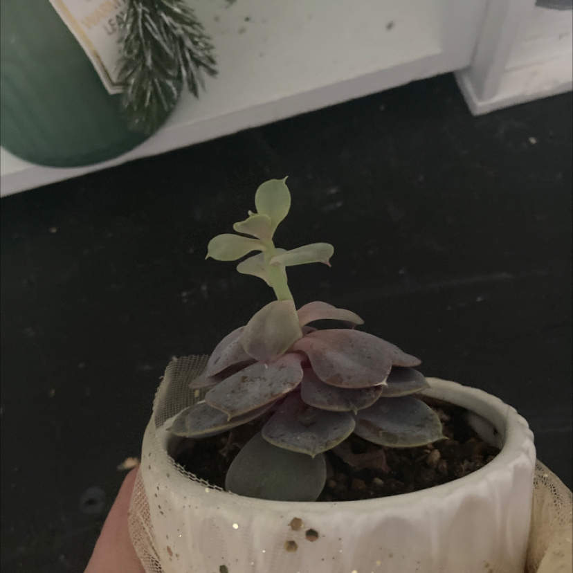 Photo of the plant species Purple Beauty Hen & Chicks by Lillian named Emerson on Greg, the plant care app
