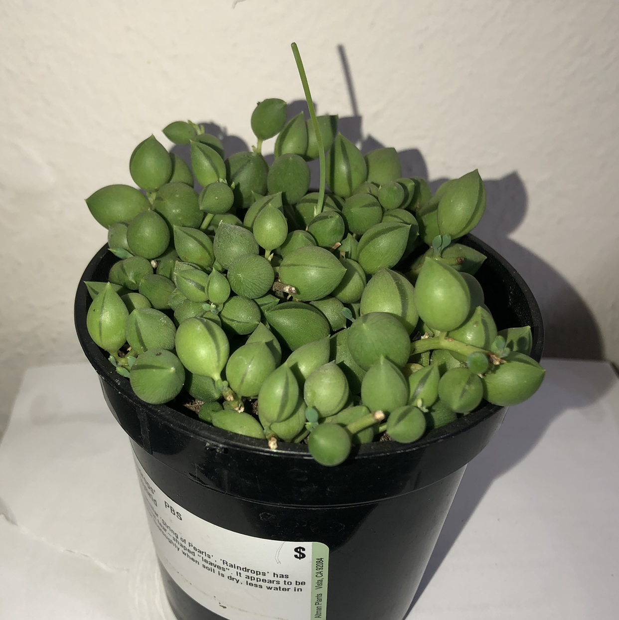 Healthy String of Watermelons plant in a black pot.