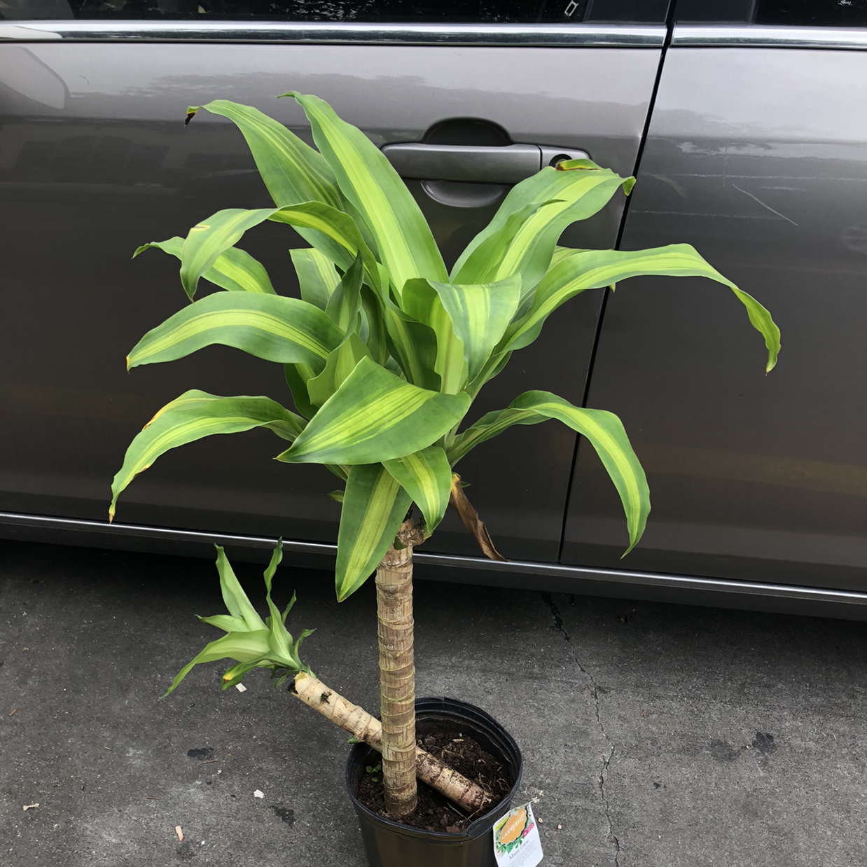 Dracaena Massangeana plant in a pot on a concrete surface next to a car.