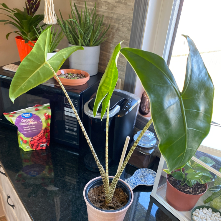 Potted Zebra Elephant Ear plant with large leaves and striped stems on a countertop near a window.