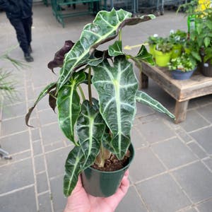 Alocasia Polly Plant plant photo by @S.Vogel named Polly on Greg, the plant care app.