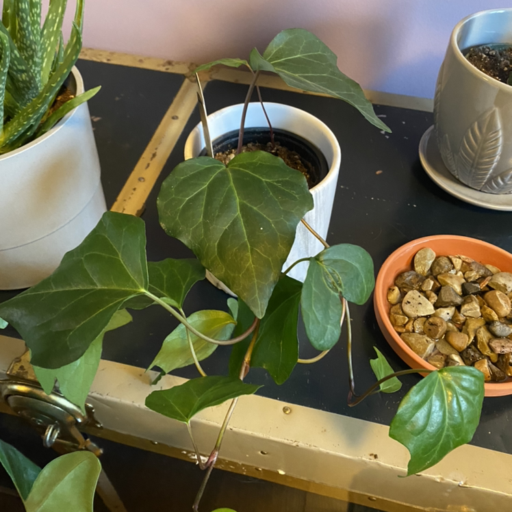Canarian Ivy plant in a white pot with healthy green leaves, visible soil, and no signs of disease.