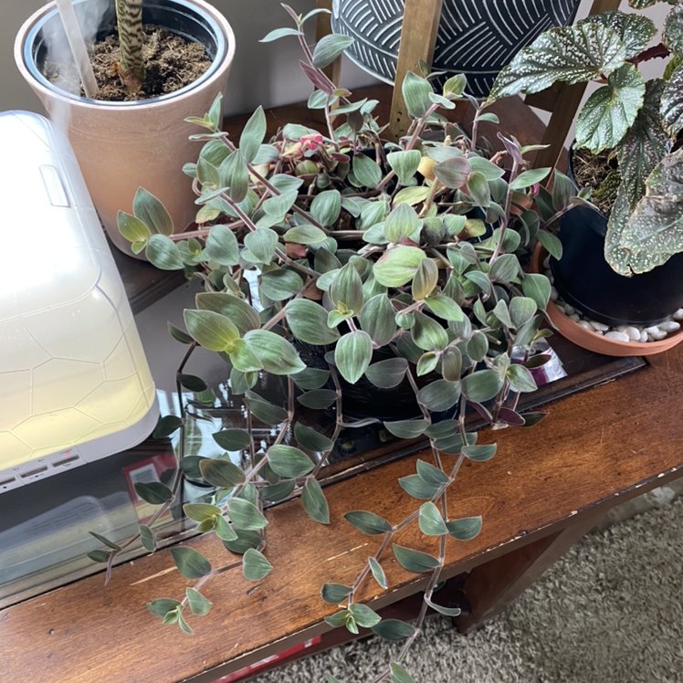 Healthy Teddy Bear Vine with vibrant green and purple leaves on a table.