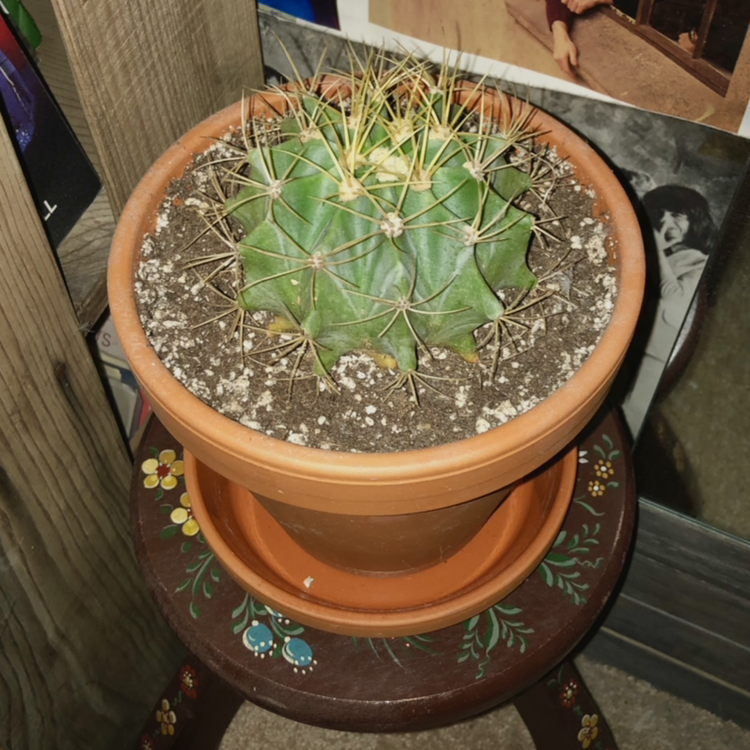 Potted Sonora Barrel cactus on a decorative stool, healthy and well-framed.