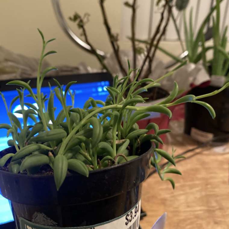 String of Bananas plant photo by @junglepussy named chlorophil on Greg, the plant care app.