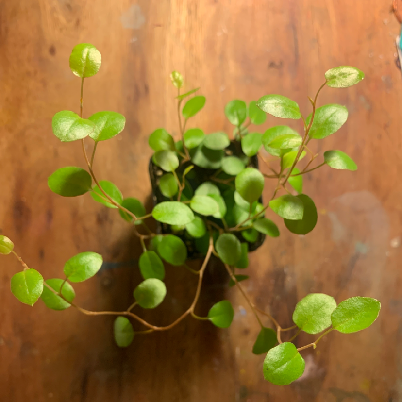 Sprawling Wirevine plant with green, round leaves on a wooden surface.