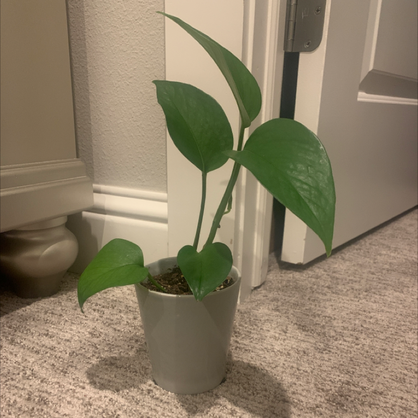 Taro Vine plant photo by @annarietownsend named Everett on Greg, the plant care app.