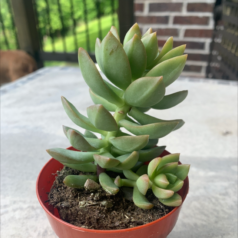 Sedum adolphi 'Golden Glow' succulent in a red pot with visible soil and a blurred outdoor background.