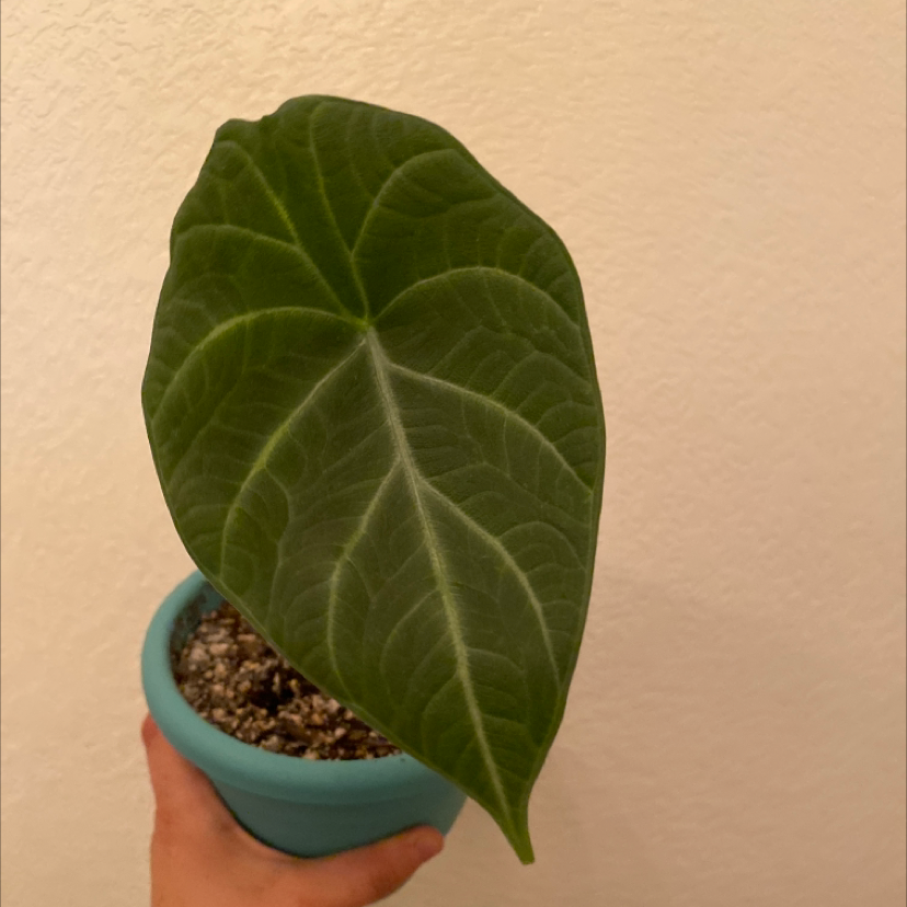 Photo of the plant species Alocasia 'Maharani' by @FlareOfAmethyst named Alocasia maharani on Greg, the plant care app