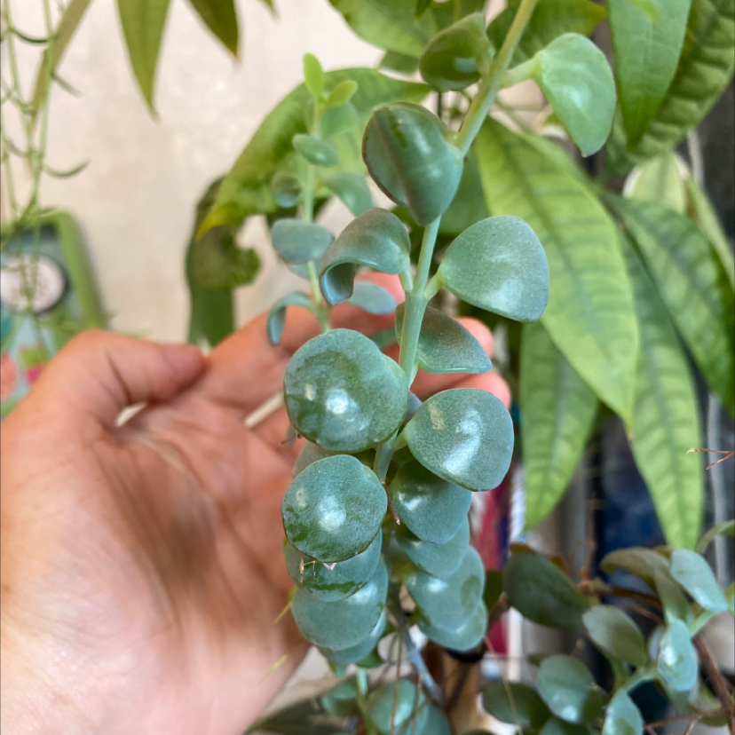 Close-up of Marnier's Kalanchoe with thick, rounded leaves. A hand is holding the plant.