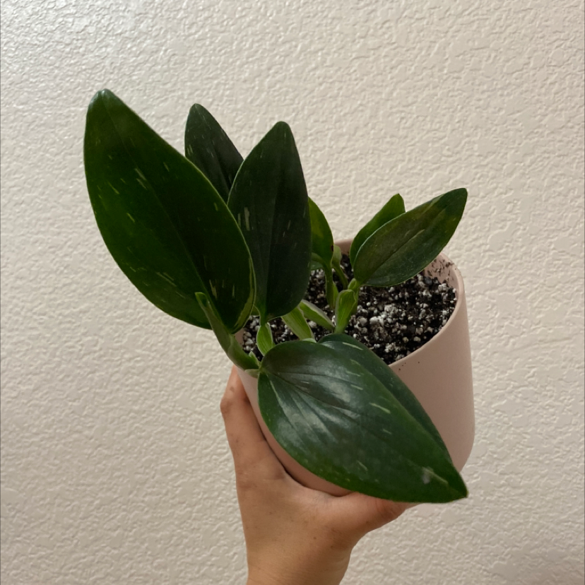 Monstera Cobra plant in a small pot held by a hand, with healthy green leaves.