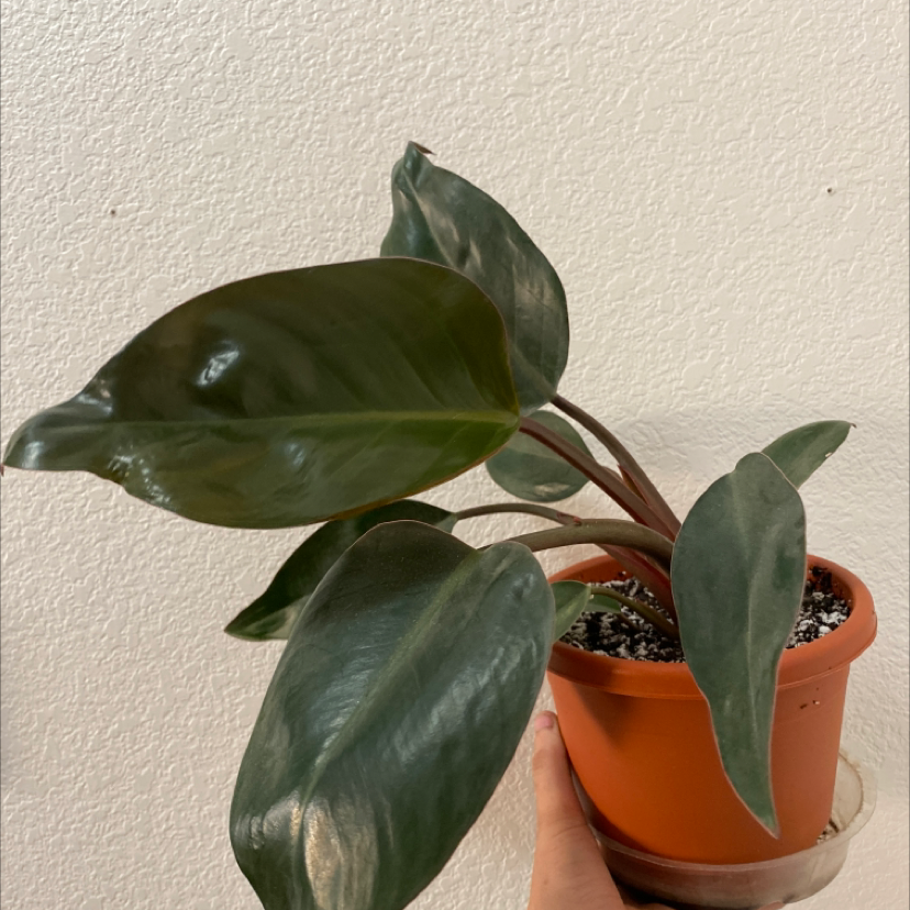 Philodendron 'Red Congo' plant in a small pot with healthy dark green leaves.