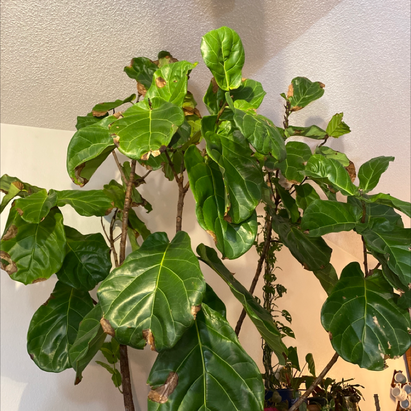 Fiddle Leaf Fig plant photo by @FlareOfAmethyst named Big Momma on Greg, the plant care app.