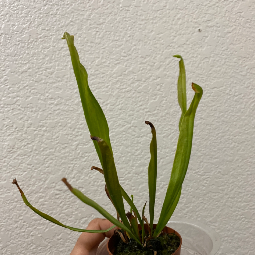 Yellow Pitcher Plant with elongated leaves, some browning at tips, in a small pot with visible soil.