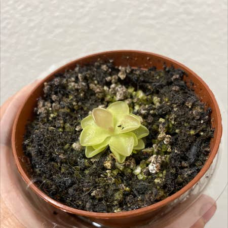 Photo of the plant species Pinguicula moranensis by @FlareOfAmethyst named Pinguicula moranensis on Greg, the plant care app