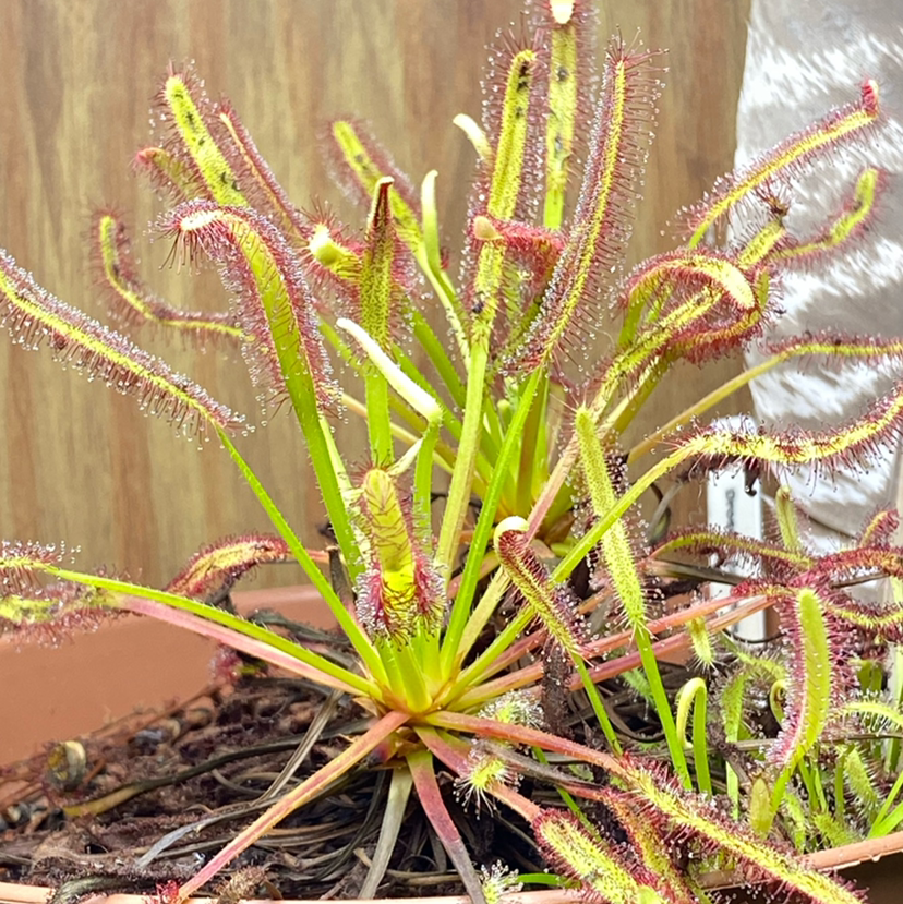 Photo of the plant species Cape Sundew by @FlareOfAmethyst named Drosera capensis on Greg, the plant care app