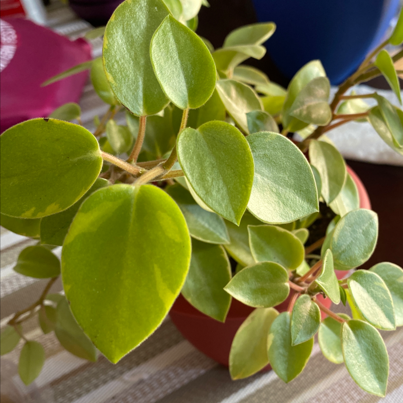 Photo of the plant species Teardrop Peperomia by @FlareOfAmethyst named Peperomia orba 'Pixie Lime' on Greg, the plant care app