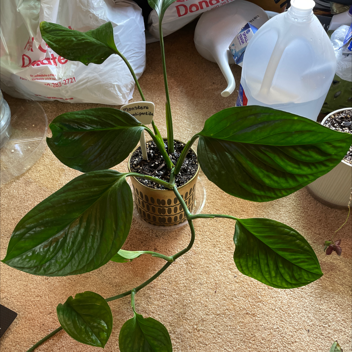 Monstera pinnatipartita plant in a pot with vibrant green leaves and visible soil.