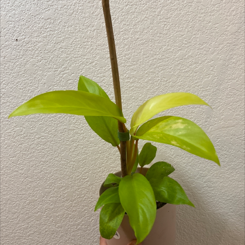 Photo of the plant species Philodendron 'Ceylon Golden' by @FlareOfAmethyst named Philodendron erubescens 'Ceylon Gold' on Greg, the plant care app