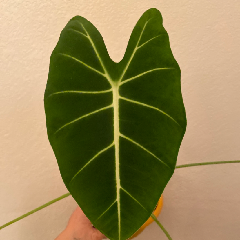 Photo of the plant species Green Velvet Alocasia by @FlareOfAmethyst named Alocasia micholitziana on Greg, the plant care app