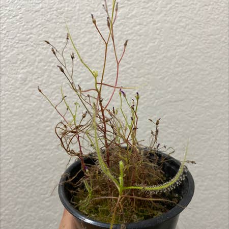 Photo of the plant species Forked Sundew by @FlareOfAmethyst named Drosera binata on Greg, the plant care app