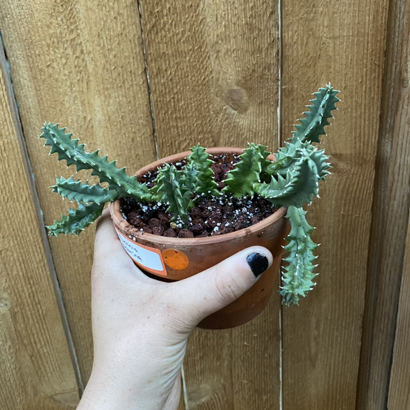 Lifesaver Cactus in a terracotta pot held by a hand, with visible soil.