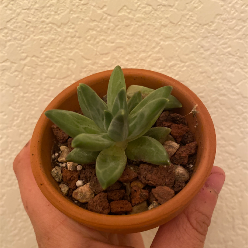 Little Jewel succulent in a terracotta pot with visible soil, held by a hand.
