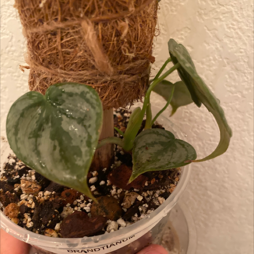Photo of the plant species Silver Leaf Philodendron by @FlareOfAmethyst named Philodendron brandtianum on Greg, the plant care app