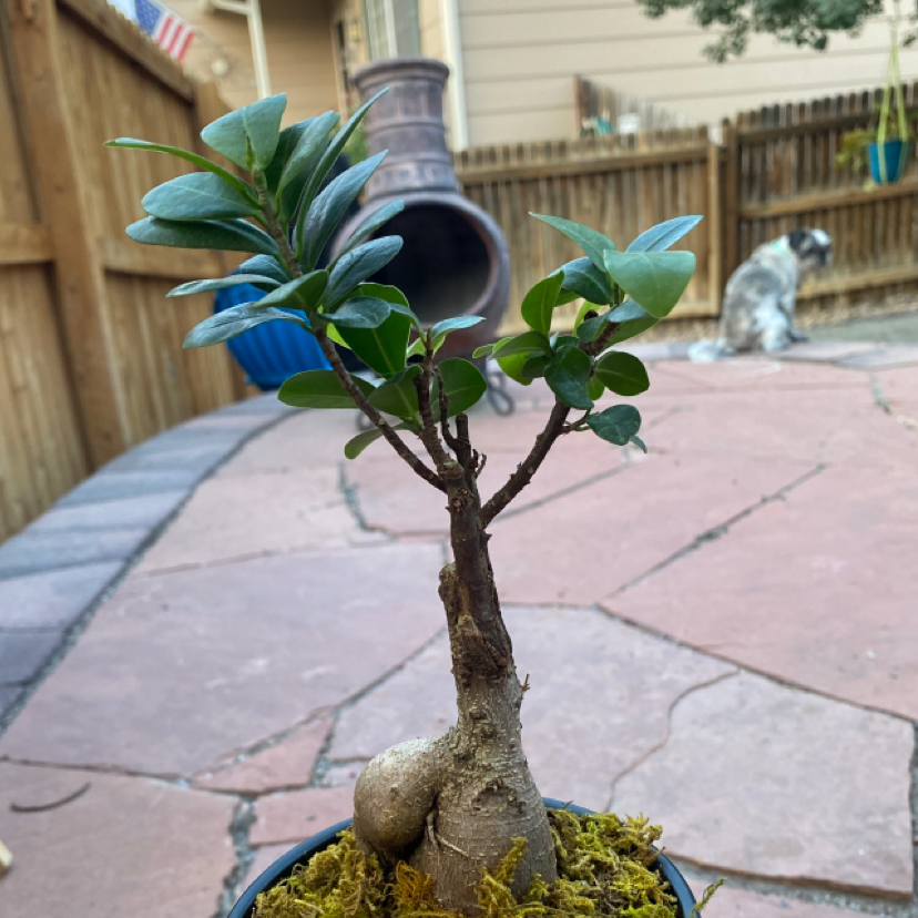 Photo of the plant species Ficus Bonsai by @FlareOfAmethyst named Ficus 'Ginseng' on Greg, the plant care app