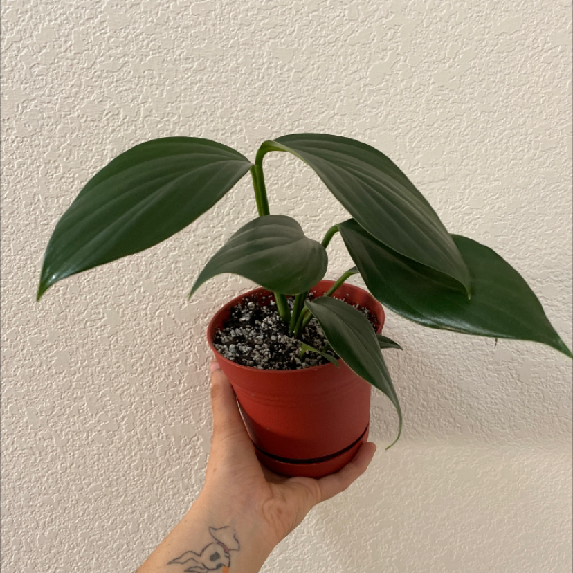 A healthy Rhaphidophora decursiva plant in a red pot, held by a hand.