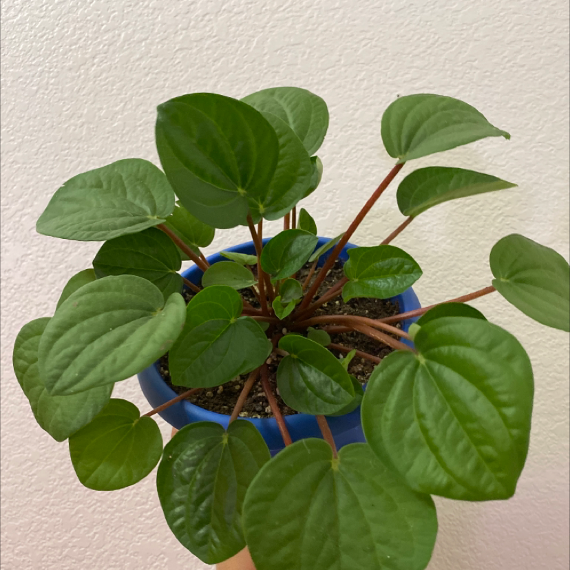 Healthy Rana Verde Peperomia plant with glossy green leaves in a blue pot.