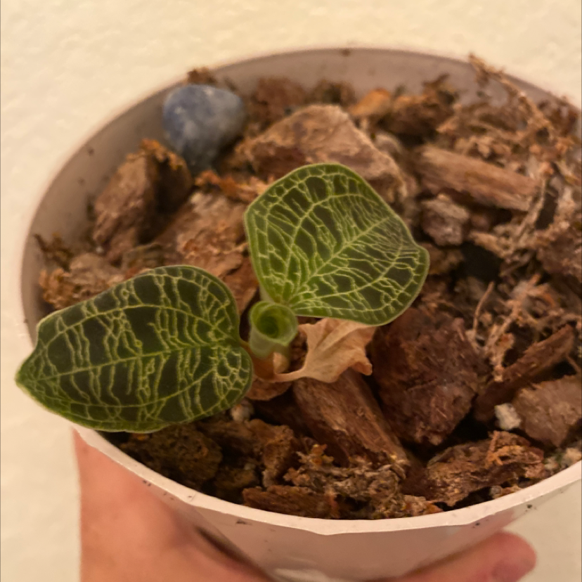 Lightning Bolt Jewel Orchid in a pot with visible soil and veined leaves.
