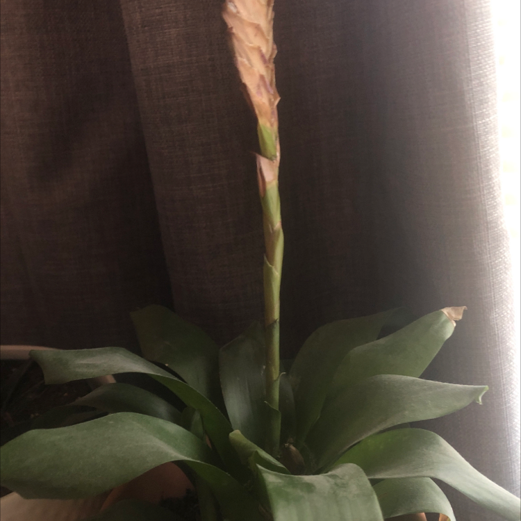 Flaming Sword Bromeliad with a prominent flower spike and slight browning at leaf tips.