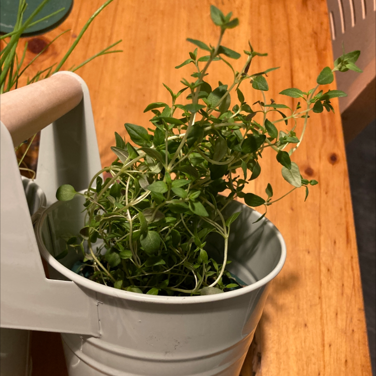 Common Chickweed plant in a white pot on a wooden surface, appears healthy.