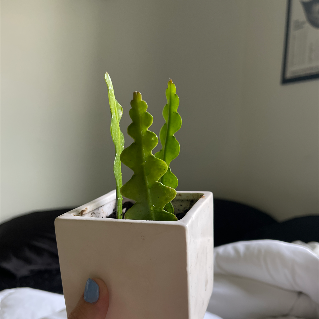 Photo of the plant species Selenicereus Anthonyanus by @rddoyel named Keeley on Greg, the plant care app